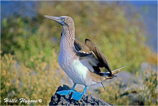 Blue-footed Booby "Sula nebouxii" by Halle Flygare &copy;