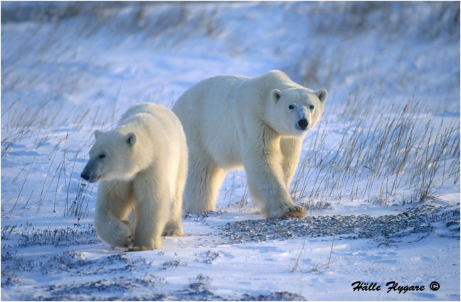 Polar Bear - Female with Cub "Ursus maritimus"  photography by H&auml;lle Flygare