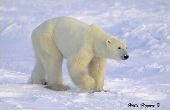 Polar Bear - Male "Ursus maritimus"  photography by H&auml;lle Flygare