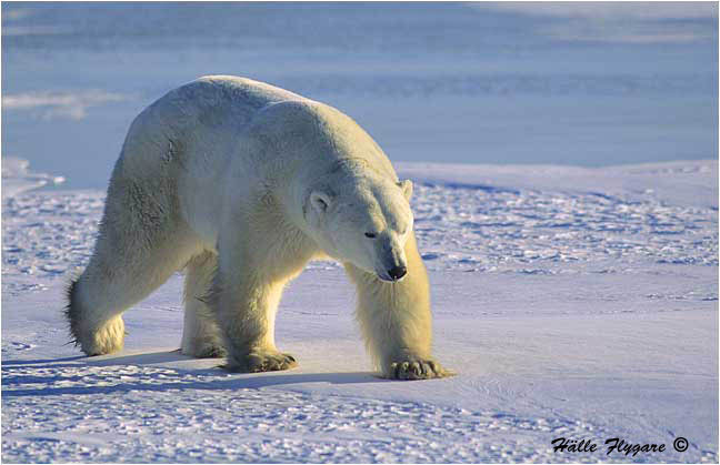 Polar Bear - Male "Ursus maritimus" photography by H&auml;lle Flygare