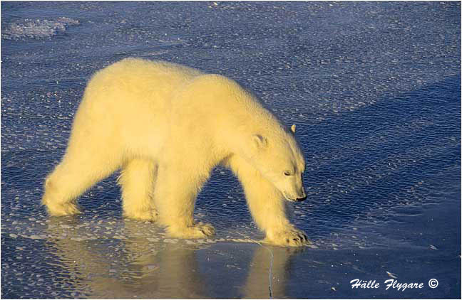 Polar Bear - Male "Ursus maritimus" photography by H&auml;lle Flygare