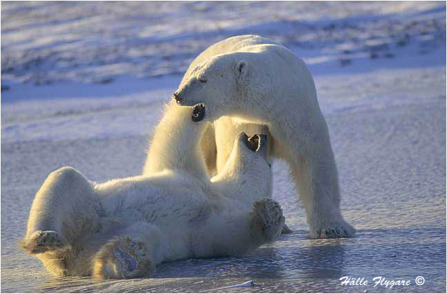 Polar Bear - Males Sparring "Ursus maritimus" photography by H&auml;lle Flygare